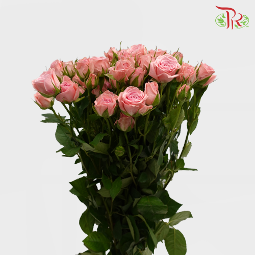 Rose Spray - Elegant Lover / Sweetheart (10 Stems)-Pink-China-prflorist.com.my