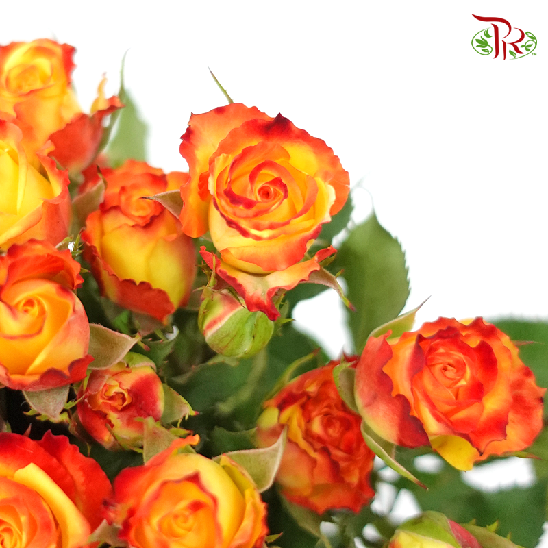 Rose Spray - Eye Liner (10 Stems)-Orange-Kenya-prflorist.com.my