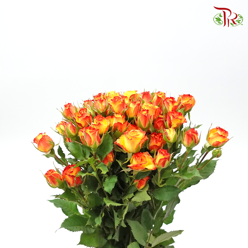 Rose Spray - Eye Liner (10 Stems)-Orange-Kenya-prflorist.com.my