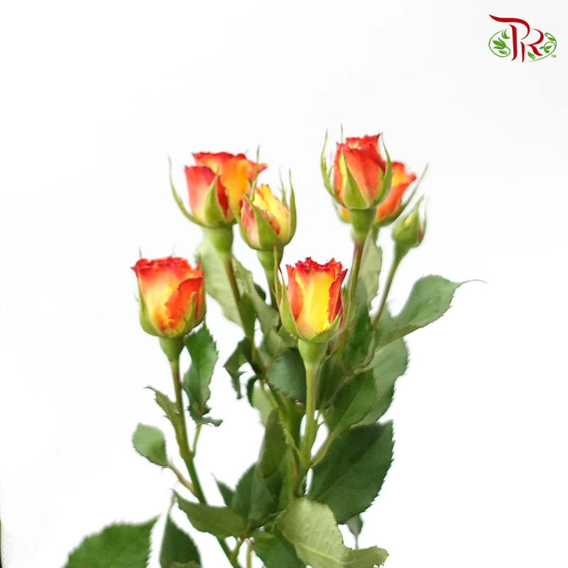 Rose Spray - Eye Liner (10 Stems)-Orange-Kenya-prflorist.com.my