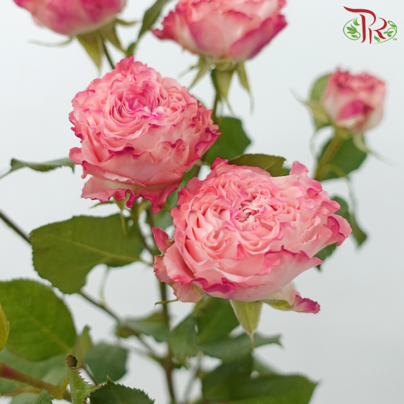 Rose Spray - Fairy / Mermaid Princess (10 Stems)-Fairy-China-prflorist.com.my