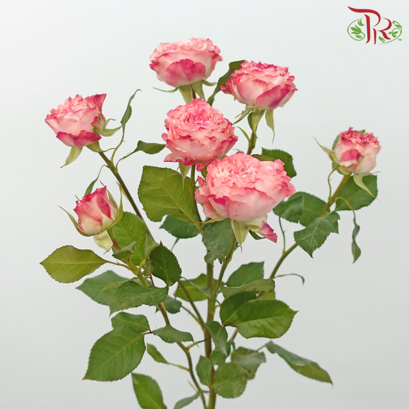 Rose Spray - Fairy / Mermaid Princess (10 Stems)-Fairy-China-prflorist.com.my