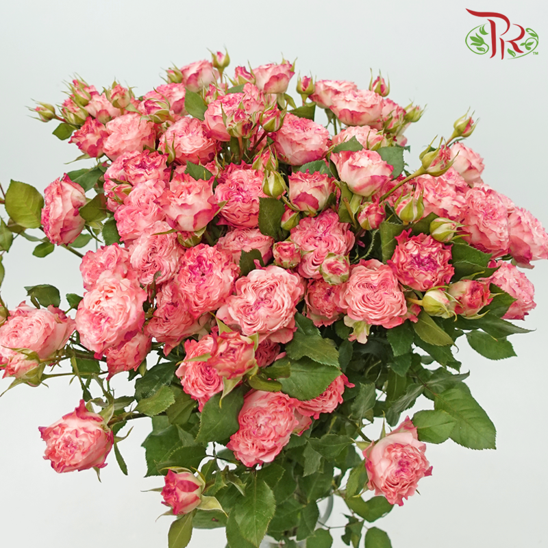 Rose Spray - Fairy / Mermaid Princess (10 Stems)-Fairy-China-prflorist.com.my