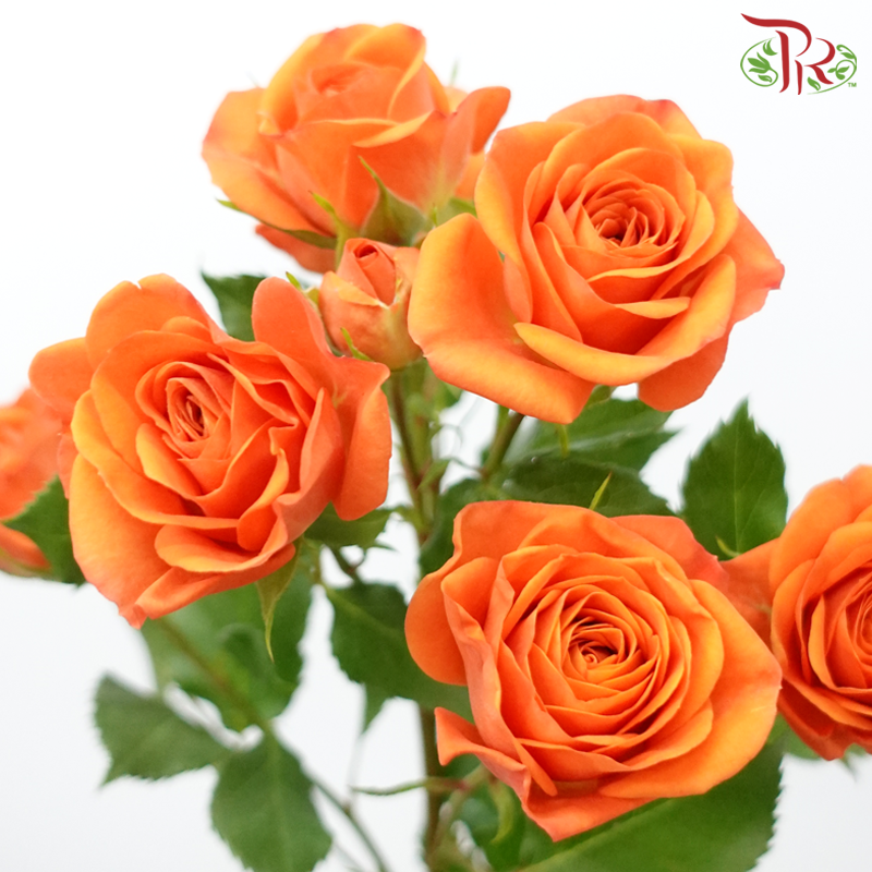 Rose Spray - Fellini Orange (10 Stems)-Orange-Kenya-prflorist.com.my