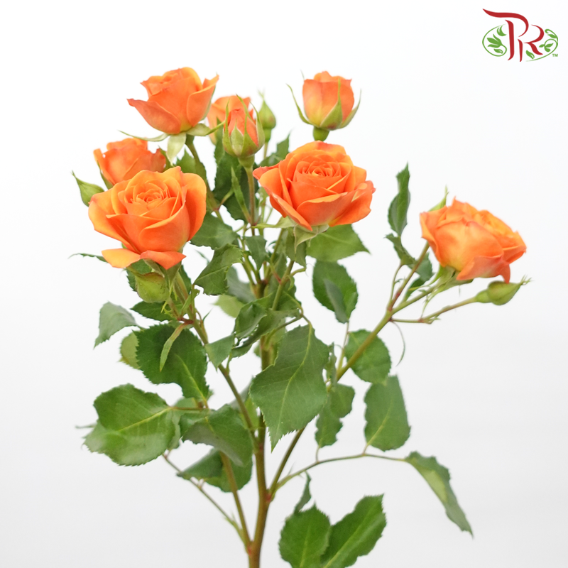 Rose Spray - Fellini Orange (10 Stems)-Orange-Kenya-prflorist.com.my