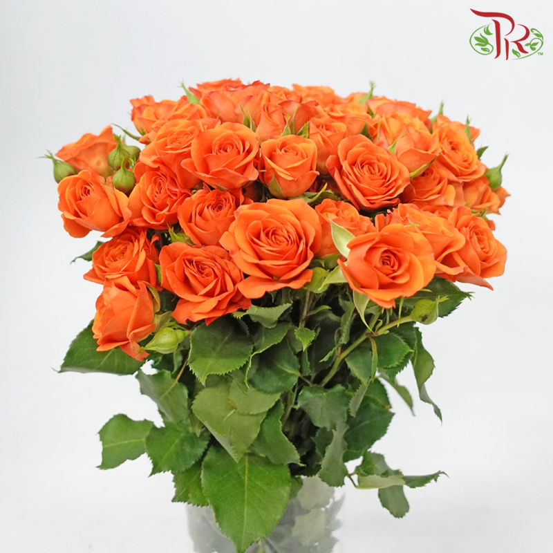 Rose Spray - Fellini Orange (10 Stems)-Orange-Kenya-prflorist.com.my