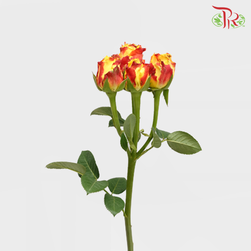 Rose Spray - Fire (10 Stems)-Red-China-prflorist.com.my