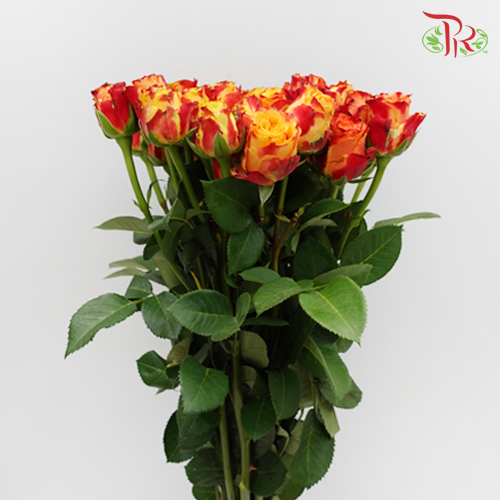 Rose Spray - Fire (10 Stems)-Red-China-prflorist.com.my