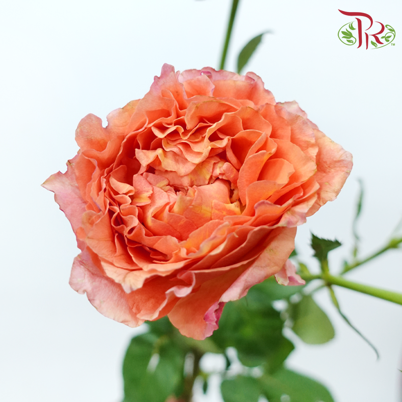Rose Spray - Firebird (Per Bunch)-Firebird-China-prflorist.com.my