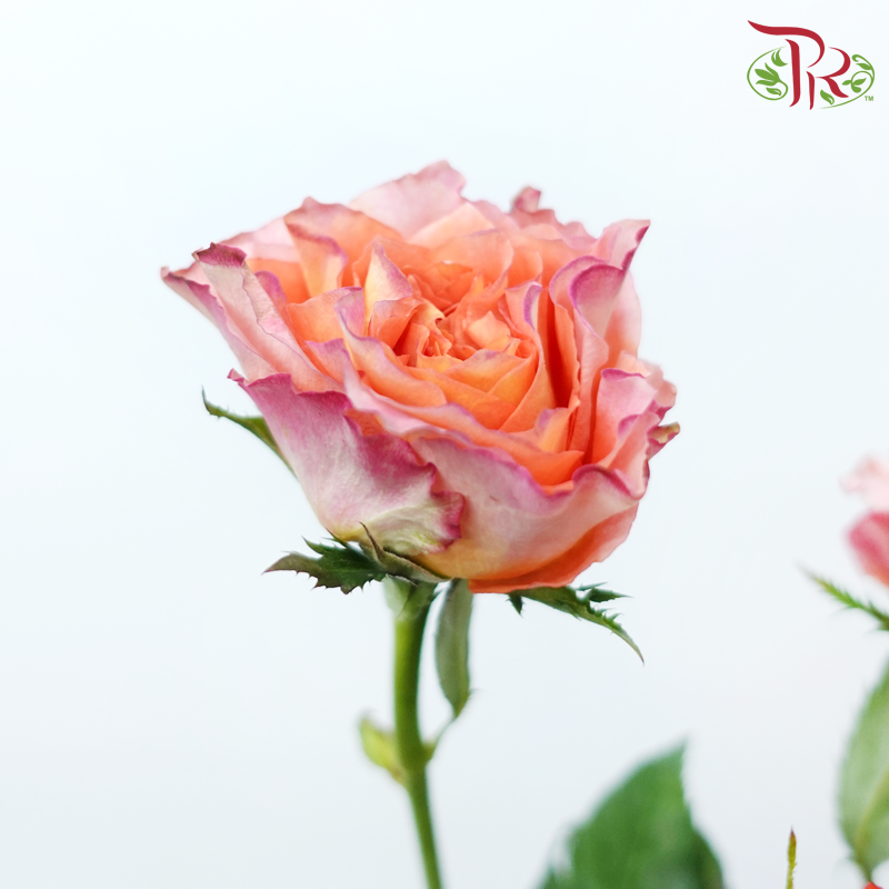 Rose Spray - Firebird (Per Bunch)-Firebird-China-prflorist.com.my