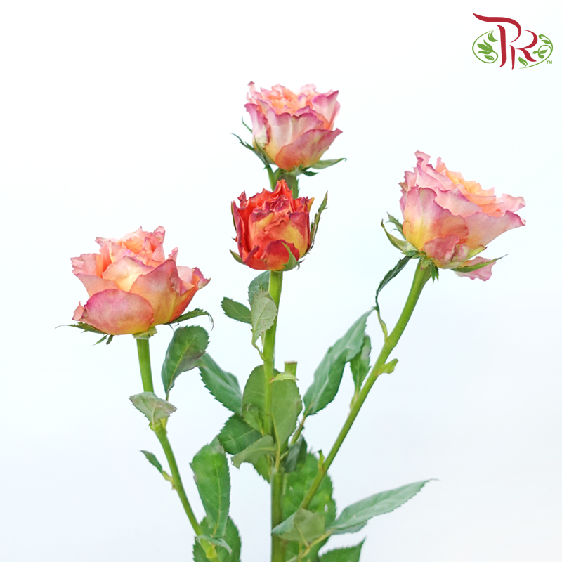 Rose Spray - Firebird (Per Bunch)-Firebird-China-prflorist.com.my