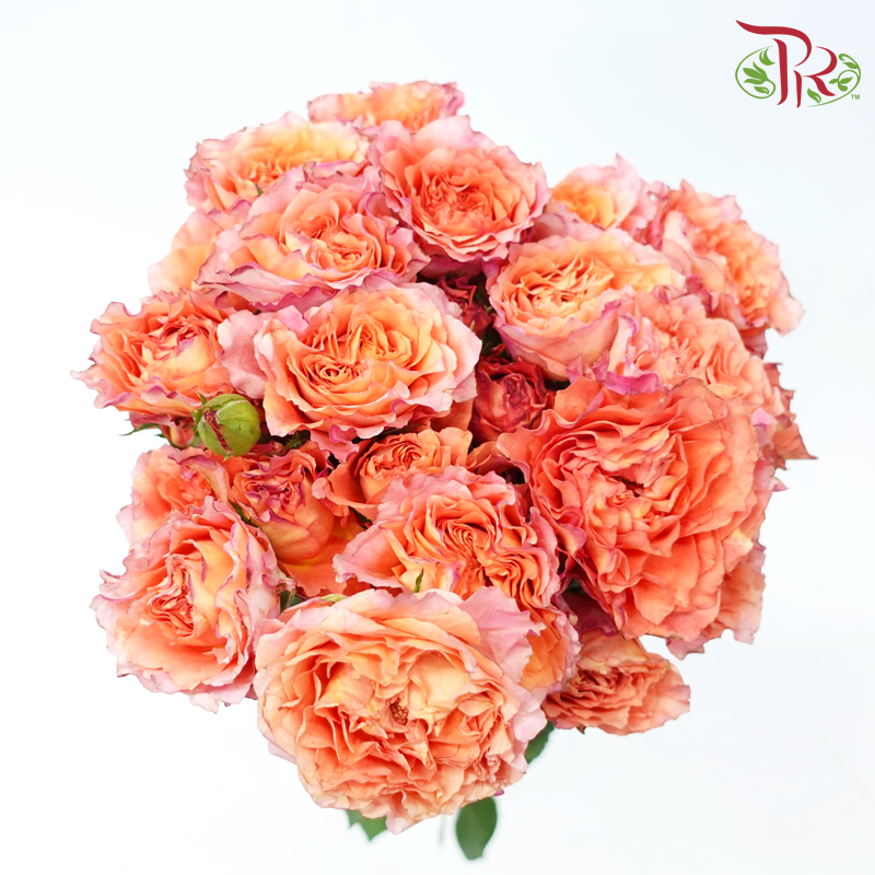 Rose Spray - Firebird (Per Bunch)-Firebird-China-prflorist.com.my