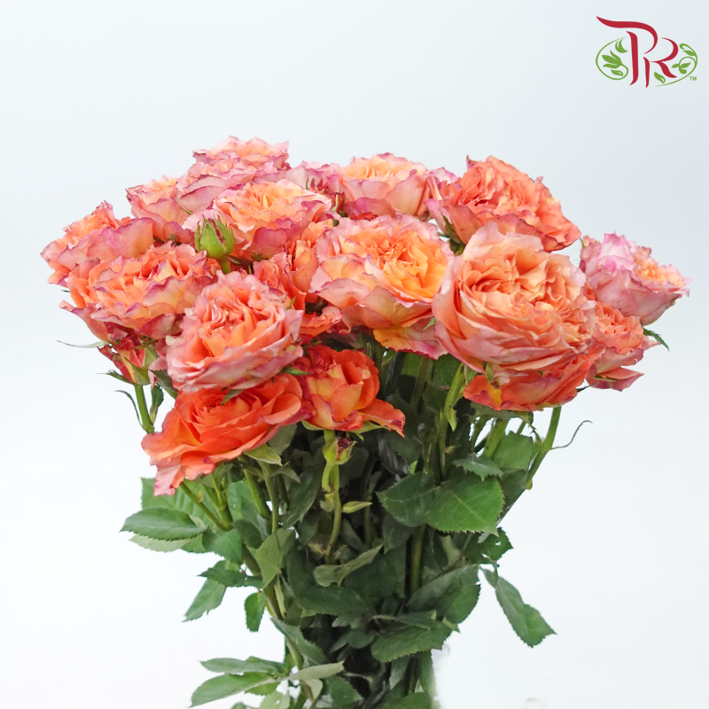 Rose Spray - Firebird (Per Bunch)-Firebird-China-prflorist.com.my