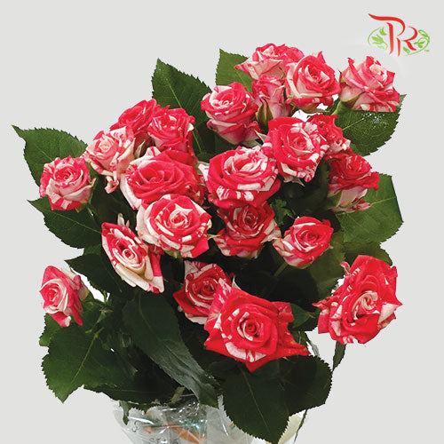 Rose Spray - Fireworks (5 Stems)-Pink-Vietnam-prflorist.com.my