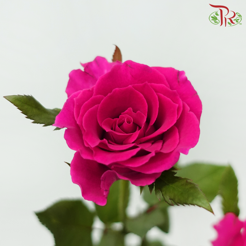 Rose Spray - Gosen (10 Stems)-Dark Pink-China-prflorist.com.my