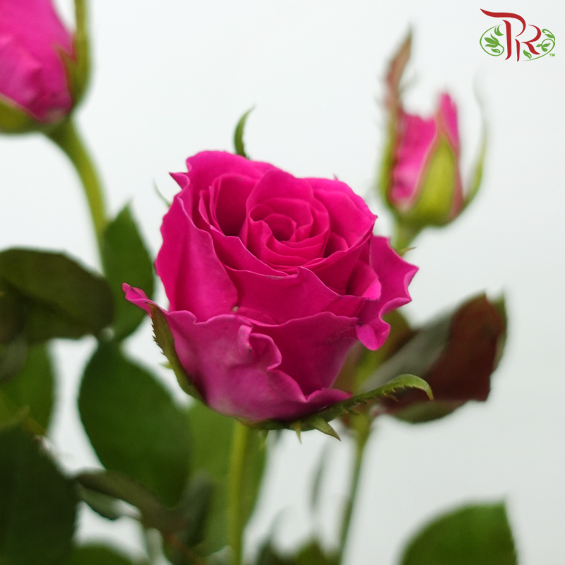 Rose Spray - Gosen (10 Stems)-Dark Pink-China-prflorist.com.my