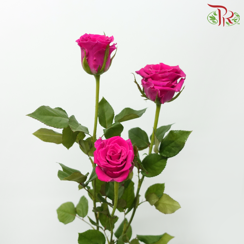 Rose Spray - Gosen (10 Stems)-Dark Pink-China-prflorist.com.my