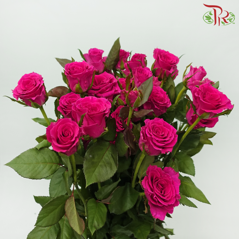 Rose Spray - Gosen (10 Stems)-Dark Pink-China-prflorist.com.my