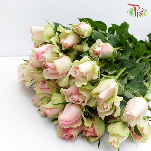 Rose Spray - Honey Long (10 Stems)-Pink-China-prflorist.com.my