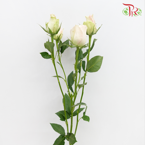 Rose Spray - Honey Long (10 Stems)-Pink-China-prflorist.com.my