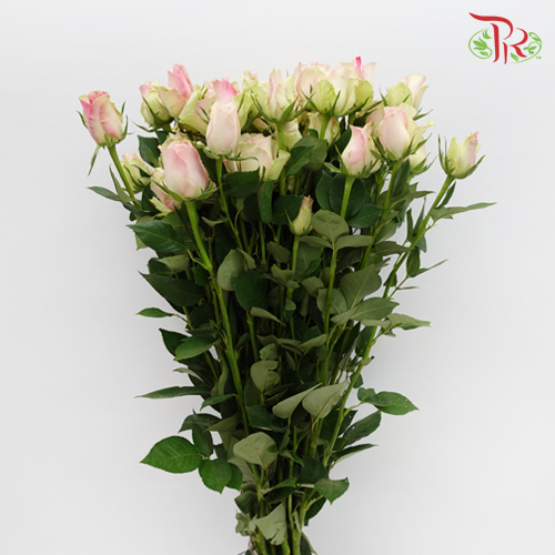 Rose Spray - Honey Long (10 Stems)-Pink-China-prflorist.com.my
