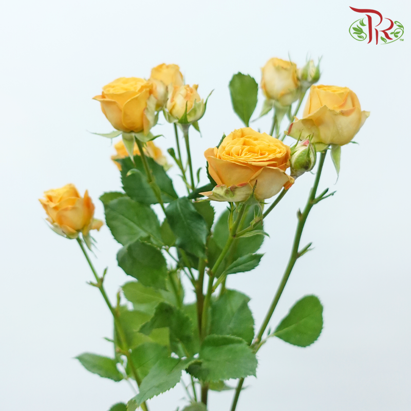 Rose Spray - Honey Orange (10 Stems)-Orange-China-prflorist.com.my