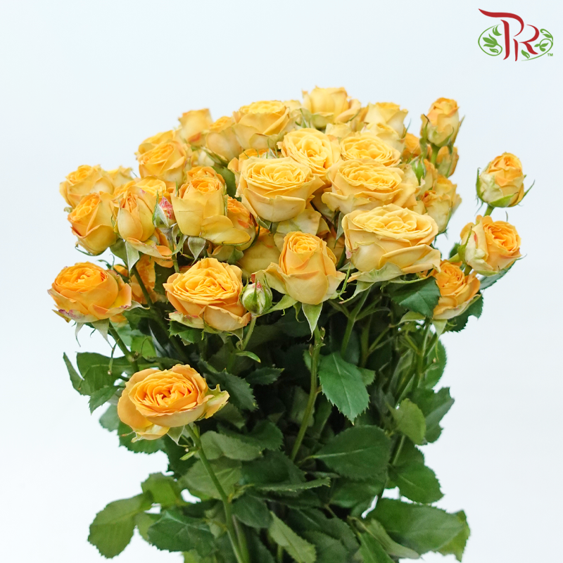 Rose Spray - Honey Orange (10 Stems)-Orange-China-prflorist.com.my