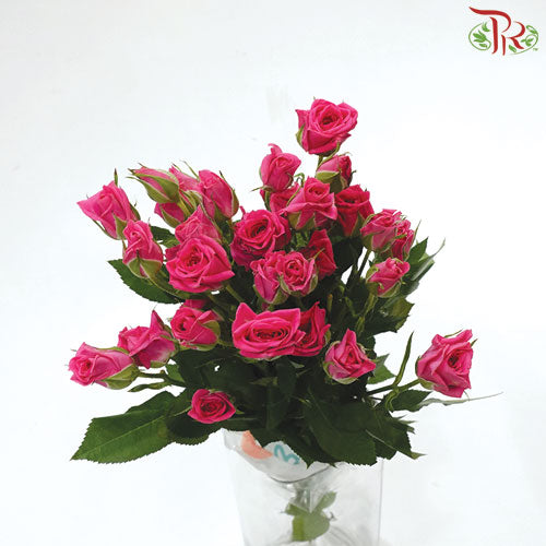 Rose Spray - Hot Pink (5 Stems)-Pink-Vietnam-prflorist.com.my