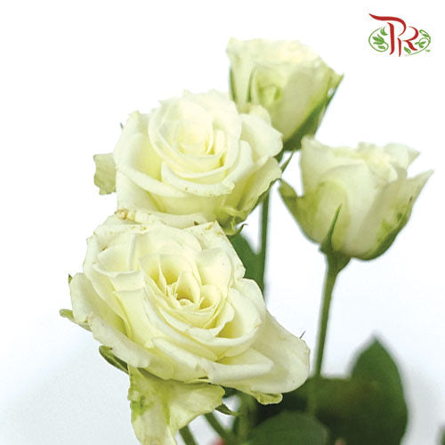 Rose Spray - Jennie (5 Stems)-Netherland-prflorist.com.my
