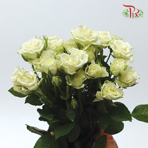 Rose Spray - Jennie (5 Stems)-Netherland-prflorist.com.my