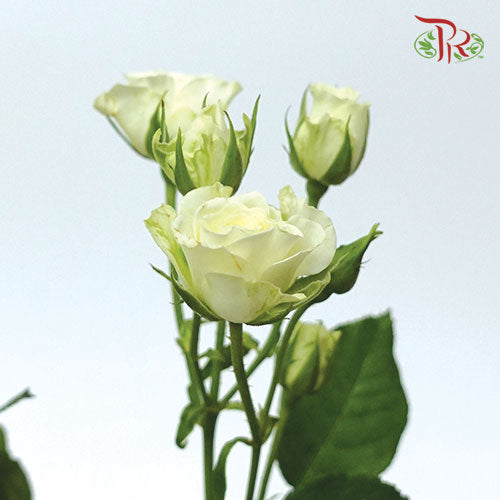 Rose Spray - Jennie (5 Stems)-Netherland-prflorist.com.my