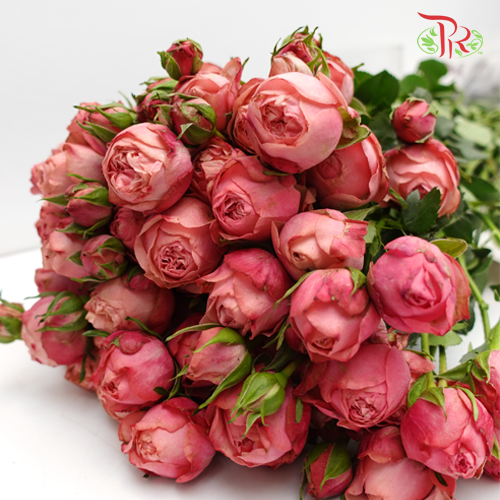 Rose Spray - Jiang Na (10 Stems)-Pink-China-prflorist.com.my
