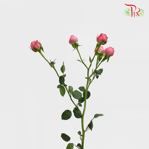 Rose Spray - Jiang Na (10 Stems)-Pink-China-prflorist.com.my