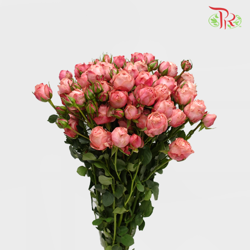Rose Spray - Jiang Na (10 Stems)-Pink-China-prflorist.com.my