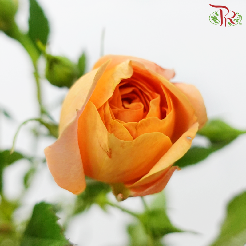 Rose Spray - Juice Terrace (10 Stems)-Juice Terrace-China-prflorist.com.my