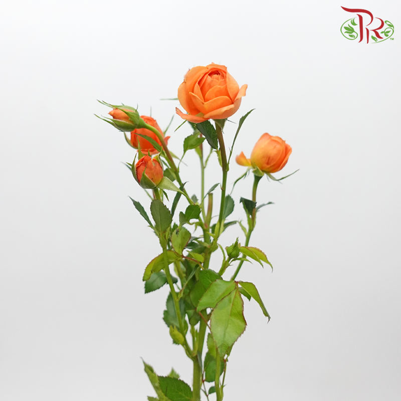 Rose Spray - Juice Terrace (10 Stems)-Juice Terrace-China-prflorist.com.my