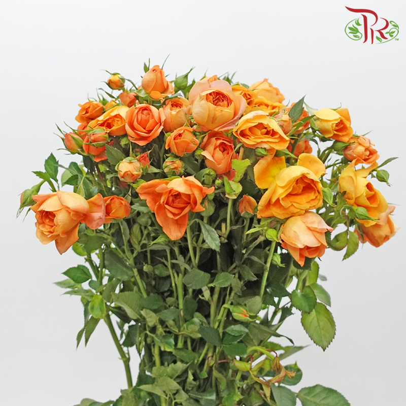 Rose Spray - Juice Terrace (10 Stems)-Juice Terrace-China-prflorist.com.my