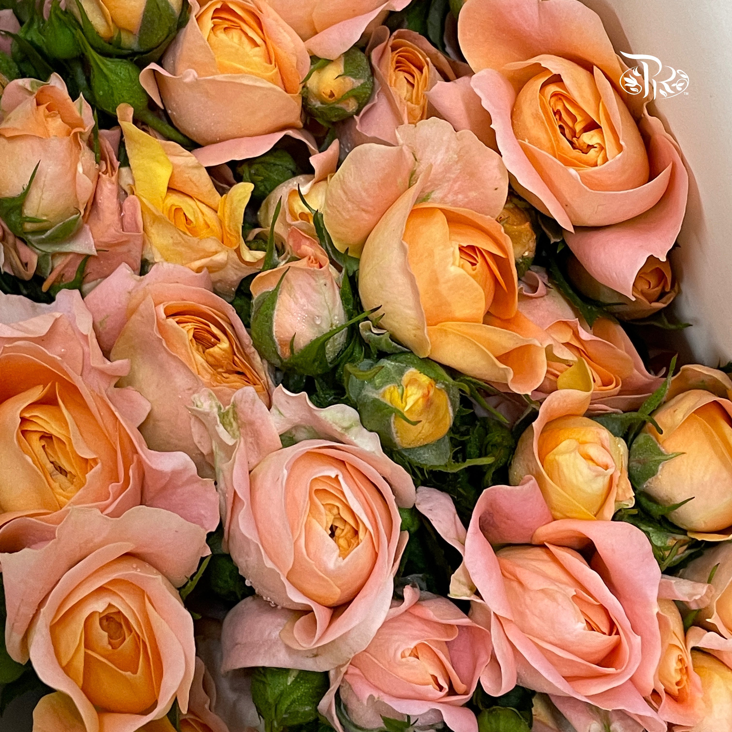 Rose Spray - Juice Terrace (10 Stems)-Juice Terrace-China-prflorist.com.my