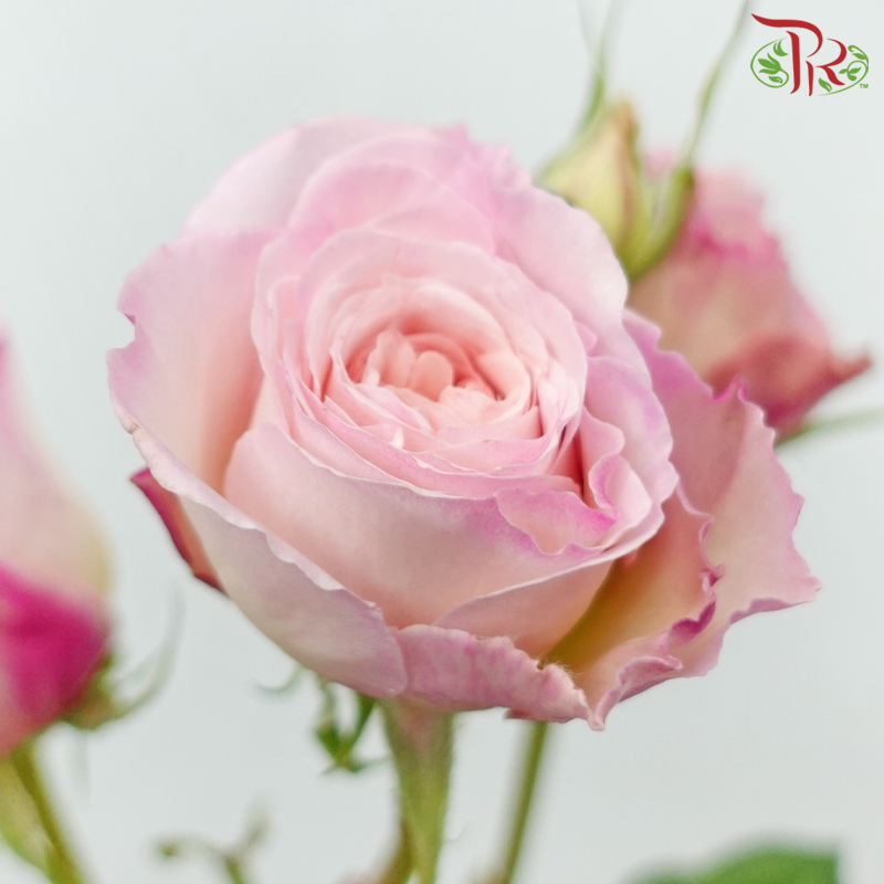 Rose Spray - Keira Pink (10 Stems)-Kayla-China-prflorist.com.my