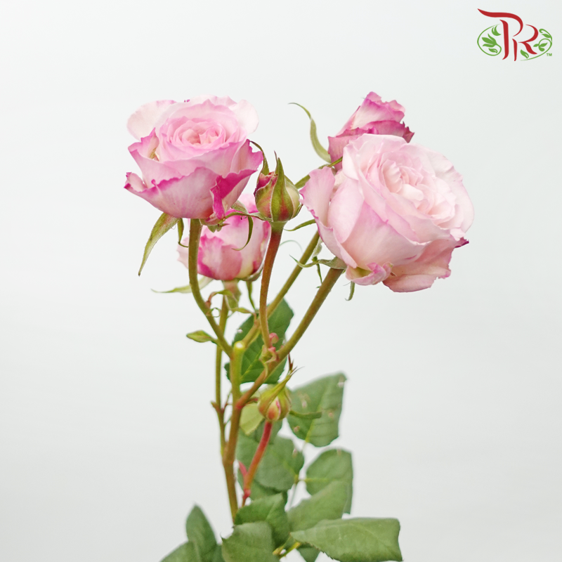 Rose Spray - Keira Pink (10 Stems)-Kayla-China-prflorist.com.my