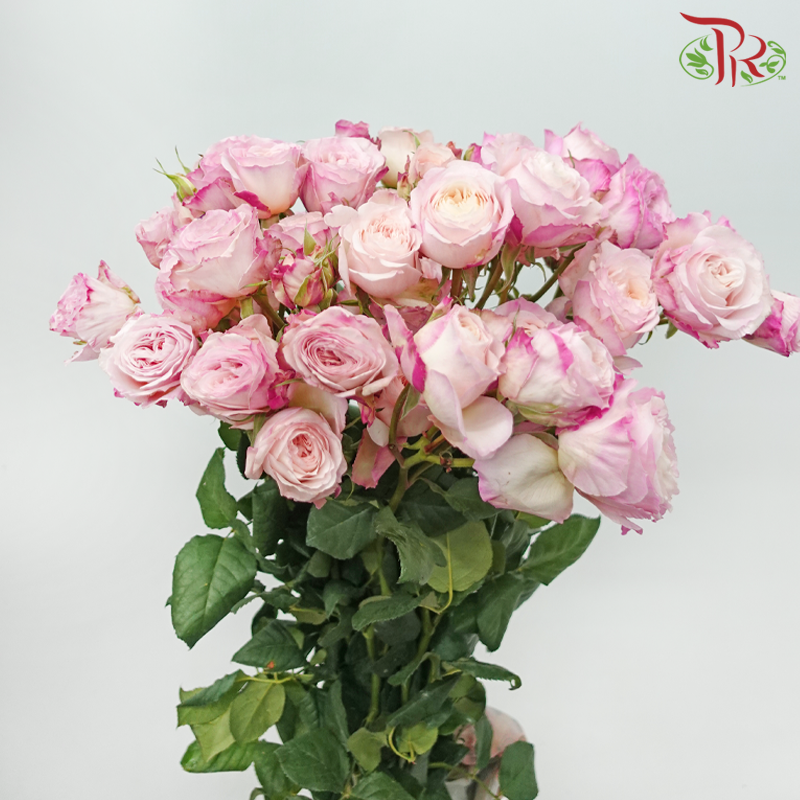 Rose Spray - Keira Pink (10 Stems)-Kayla-China-prflorist.com.my