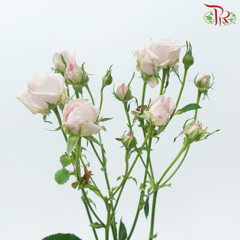 Rose Spray - Kiss of Fairy (Per Bunch)-Light Pink-China-prflorist.com.my