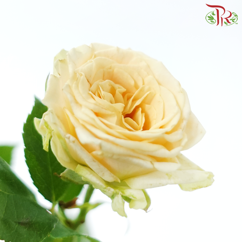 Rose Spray - Light Orange (10 Stems)-Light Orange-China-prflorist.com.my