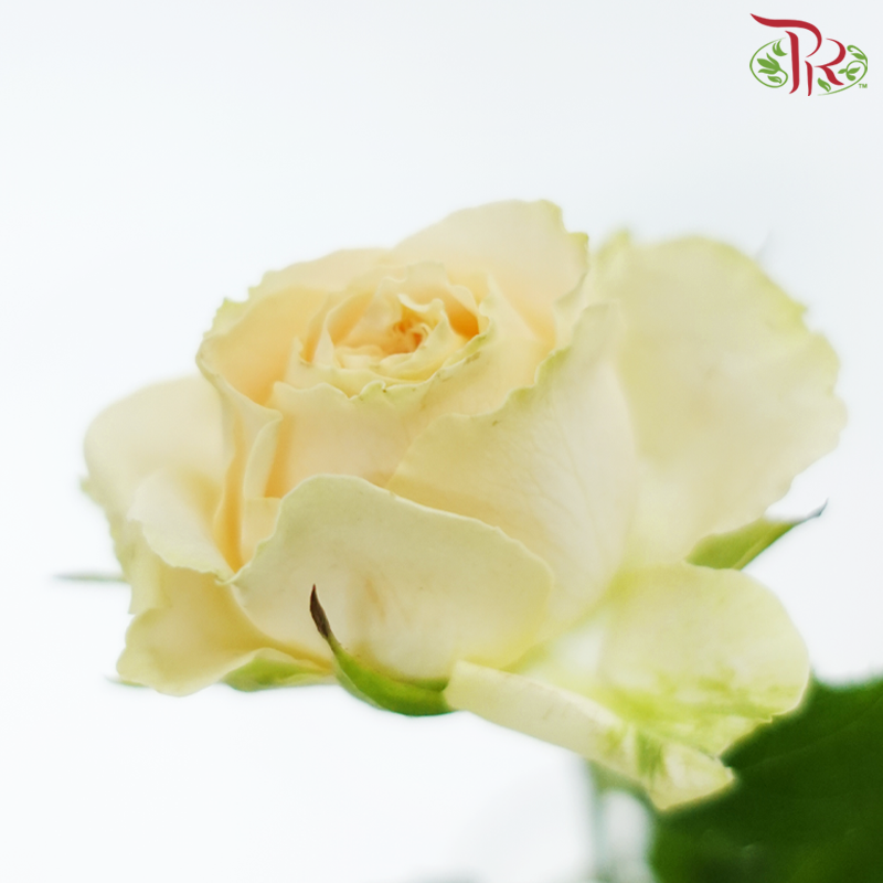 Rose Spray - Light Orange (10 Stems)-Light Orange-China-prflorist.com.my