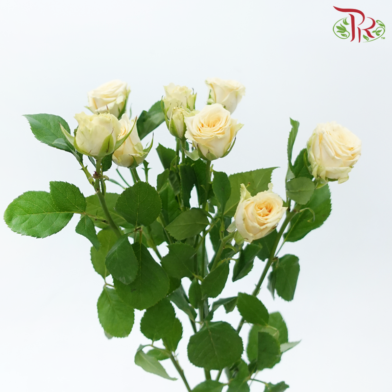 Rose Spray - Light Orange (10 Stems)-Light Orange-China-prflorist.com.my