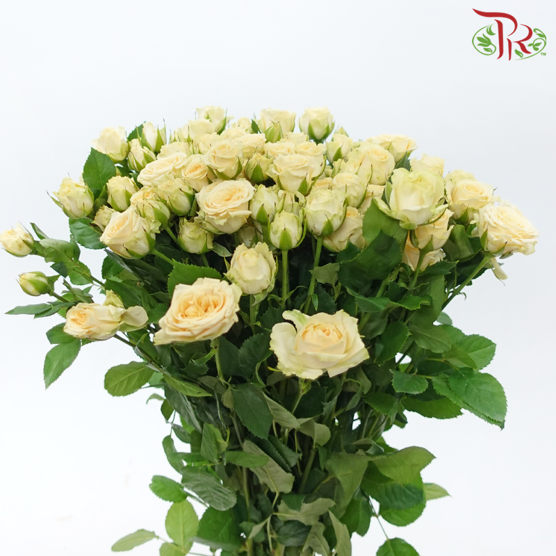 Rose Spray - Light Orange (10 Stems)-Light Orange-China-prflorist.com.my