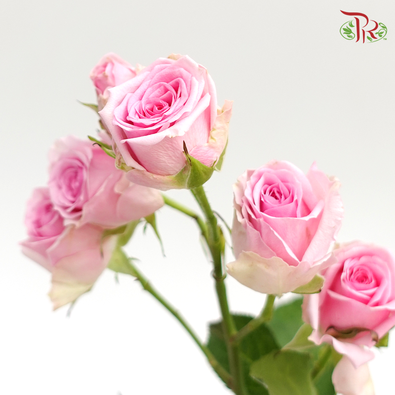 Rose Spray - Light Pink Mixed White (5 Stems)-Pink-Kenya-prflorist.com.my