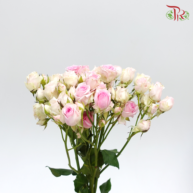Rose Spray - Light Pink Mixed White (5 Stems)-Pink-Kenya-prflorist.com.my