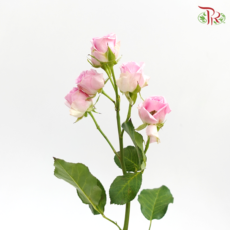 Rose Spray - Light Pink Mixed White (5 Stems)-Pink-Kenya-prflorist.com.my