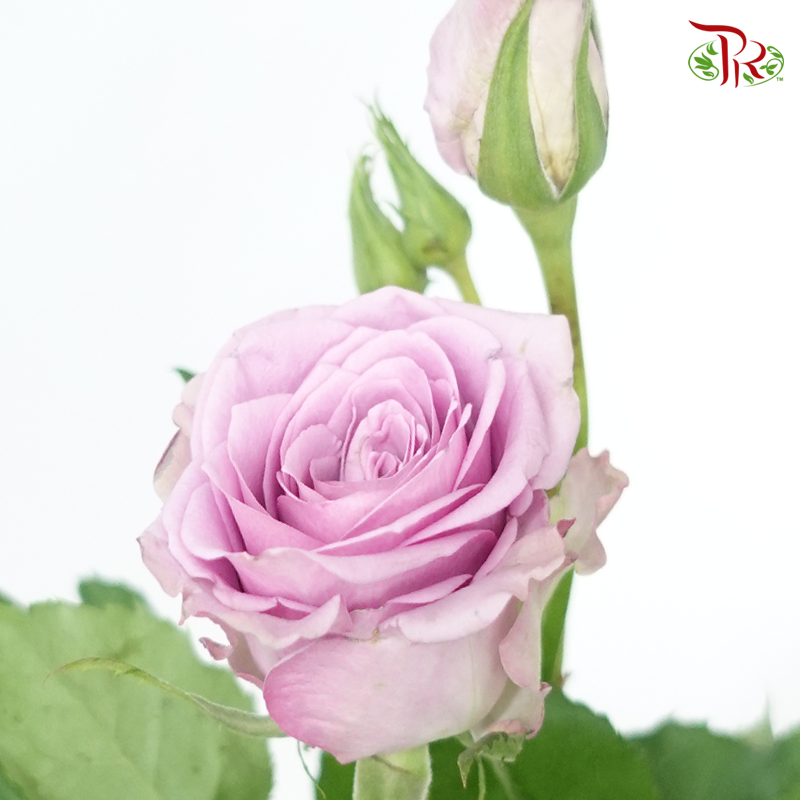 Rose Spray - Light Purple Fairy (Per Bunch)-Purple-China-prflorist.com.my